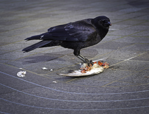 Crows Lunch - Nikkles Design Agency